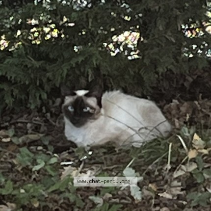 Photo 1/1 Chat trouvé Trouvé à Foulayronnes