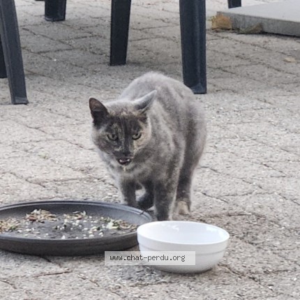 Photo 1/1 Chat trouvé Trouvé à Le Vaud