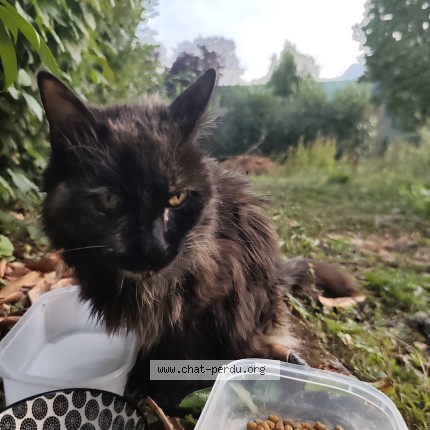 Photo 1/1 Chat trouvé Trouvé à Annecy