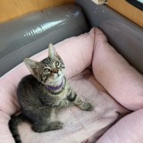 cleo