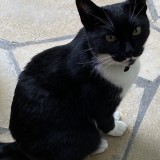 Felix