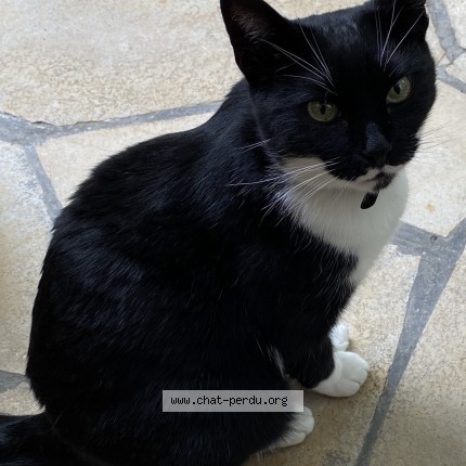 Photo 1/1 Felix Chat perdu à Woluwe Saint Lambert