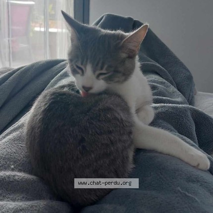 Photo de chat perdu à Villejuif