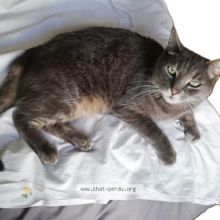 Photo 1/1 PILOU Chat perdu à Montpellier
