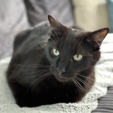 Santi