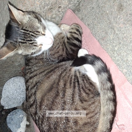 Photo 1/1 Chat trouvé Trouvé à Bricquebosq