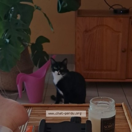 Photo de chat perdu à Saint Jean D Hermine