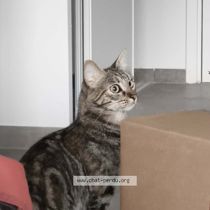 Photo de chat perdu à Tullins