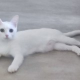 Bella