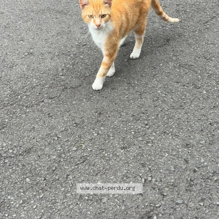 Photo 1/1 Chat trouvé Trouvé à Elouges