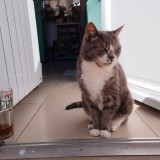 Bibi