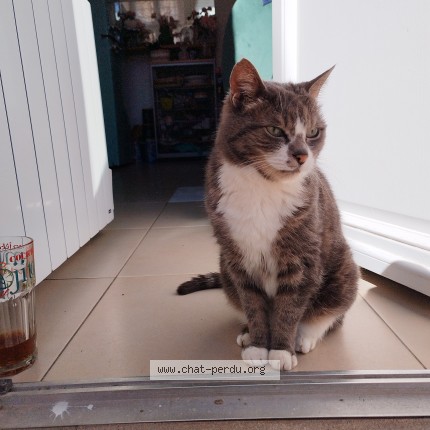 Photo 1/1 Bibi Chat perdu à Versailles