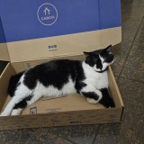 Sylvester