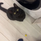 bagheera