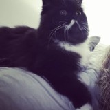 tchanqu&eacute;