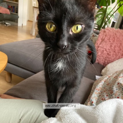 Photo 1/1 Hécate Chat perdu à Selestat