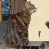 Schubert