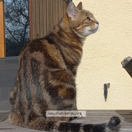 Photo 1/1 Schubert Chat perdu à Houilles