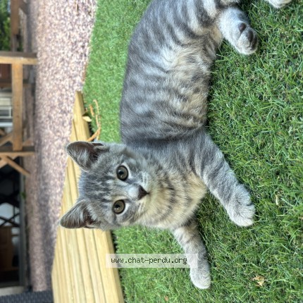 Photo 1/1 Luna Chat perdu à Nevers