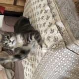 Berlioz