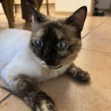 suki