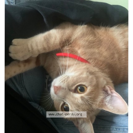 Photo 1/1 Tounsi Chat perdu à Rennes