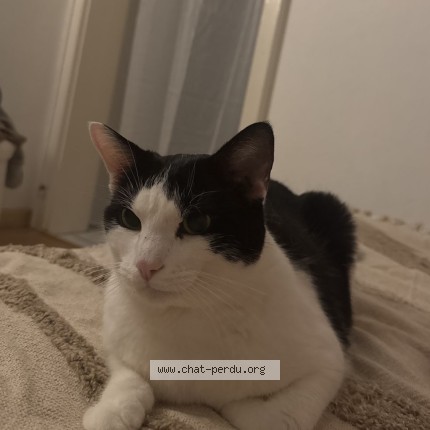 Photo 1/1 Pablo Chat perdu à Strasbourg