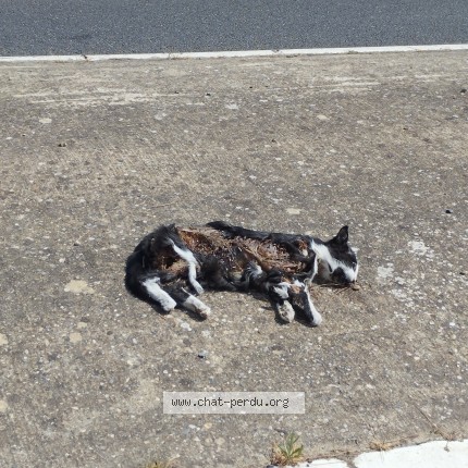 Photo de chat trouvé à Peyriac Minervois