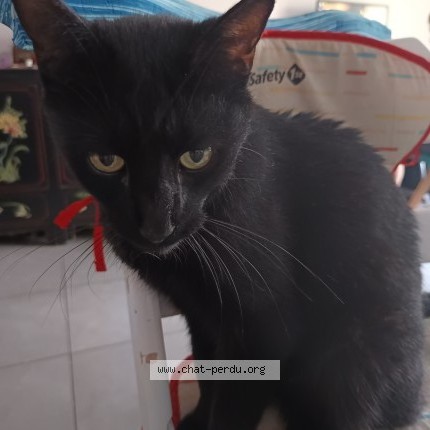 Photo 1/1 Wally Chat perdu à Villeurbanne
