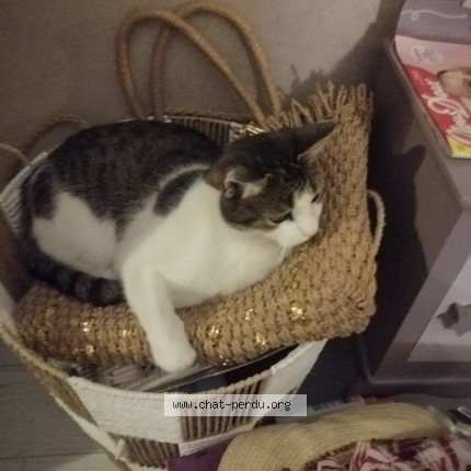 Photo de chat perdu à Brou Sur Chantereine