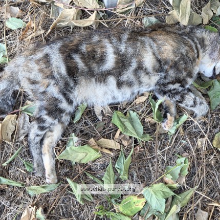 Photo 1/1 Chat trouvé Trouvé à Le Coudray Montceaux Hameau De M