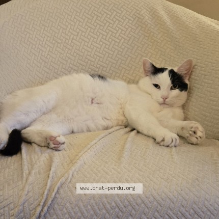 Photo 1/1 B&eacute;b&eacute; U Chat perdu à Cherstey