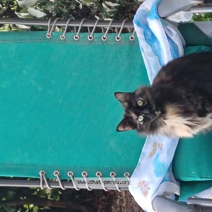 Photo de chat perdu à Toulouse