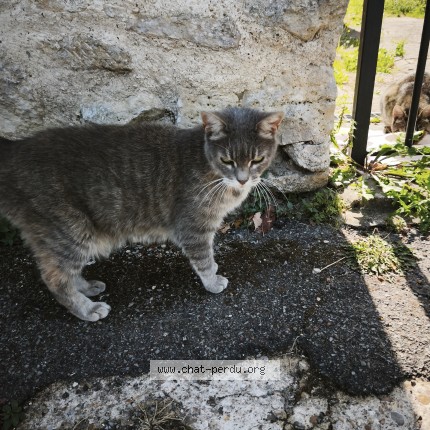 Photo 1/1 Chat trouvé Trouvé à Beynes