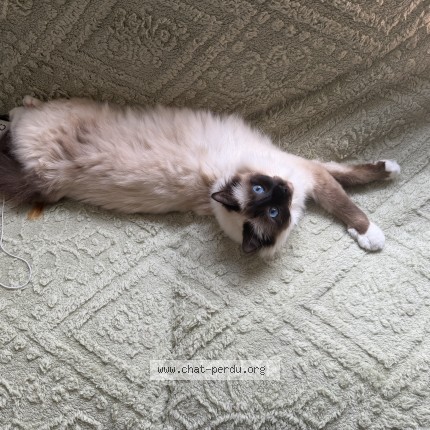 Photo de chat perdu à Teteghem Coudekerque Village