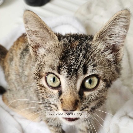 Photo de chat trouvé à Carentoir