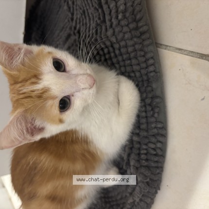Photo 1/1 Chat trouvé Trouvé à Nimes