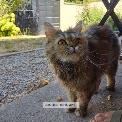 Photo de chat trouvé à Ris Orangis