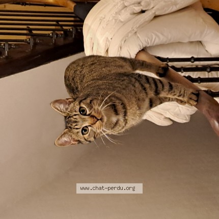 Photo de chat perdu à Angouleme