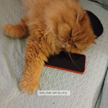Photo de chat perdu à Chatou