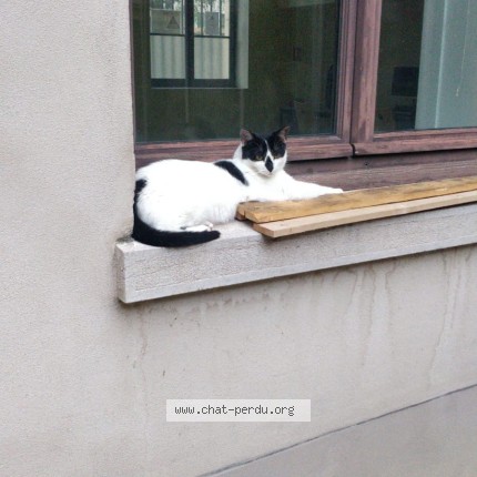 Photo de chat perdu à Lyon 01