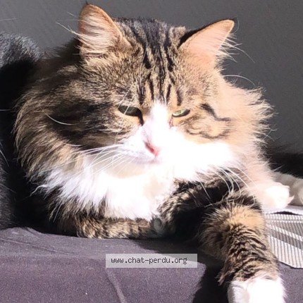 Photo de chat perdu à Nimes