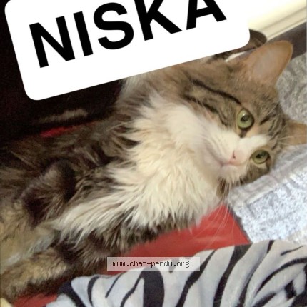 Photo 3/4 NISKA Chat perdu à Nimes