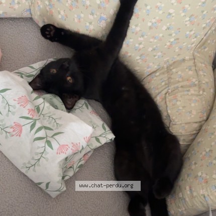 Photo de chat perdu à Sevres