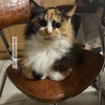 Photo de chat perdu à Eleu Dit Leauwette