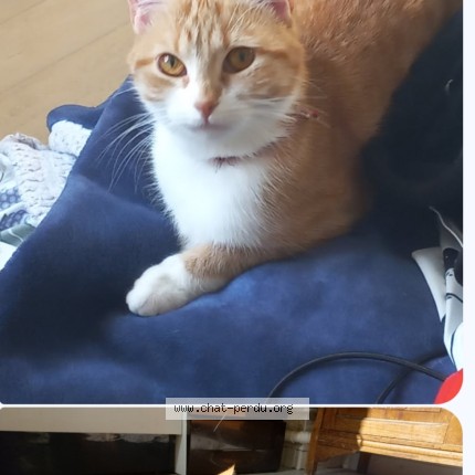 Photo de chat perdu à Dureil