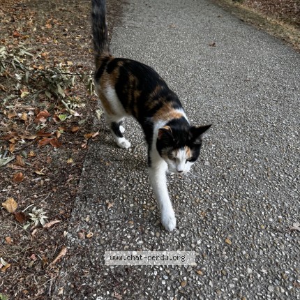 Photo 1/1 Chat trouvé Trouvé à Voisins Le Bretonneux