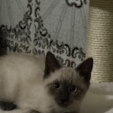 nova