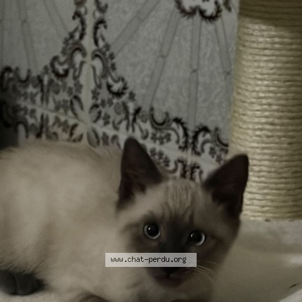 Photo 1/1 nova Chat perdu à Bruxelles