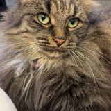 Yoda